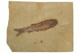 Jurassic Fossil Fish (Hulettia) - Wyoming #188878-1